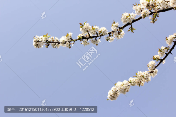 櫻色花壇