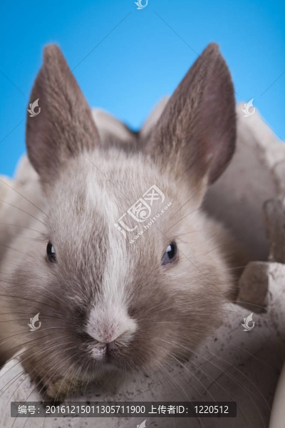 可愛的小兔子