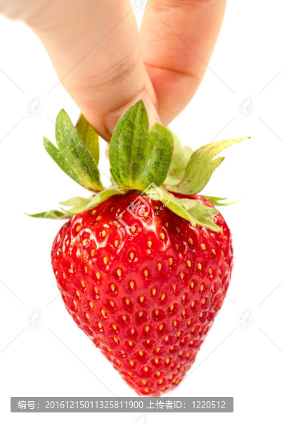 Strawberry在手