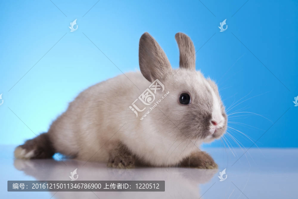小兔子