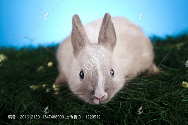兔子