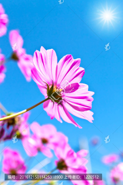 大波斯菊的花