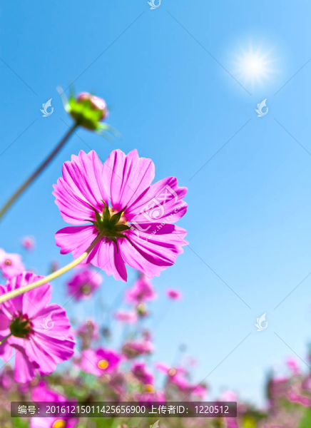 大波斯菊的花