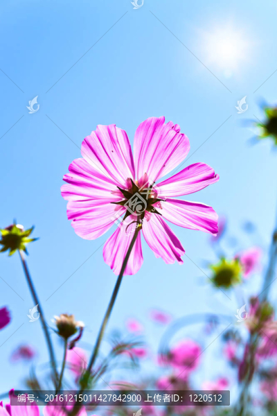 大波斯菊的花