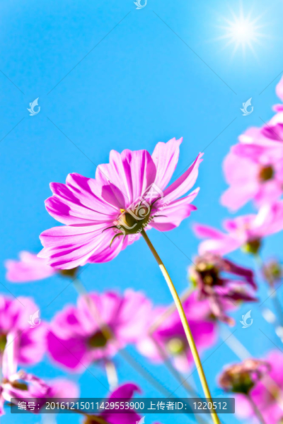 大波斯菊的花