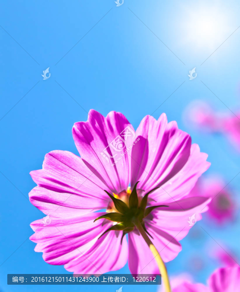 大波斯菊的花