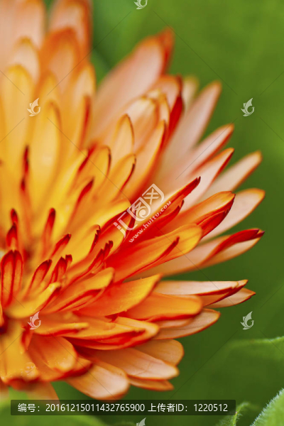 春天的橙瓣花