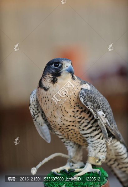 阿拉伯隼鳥