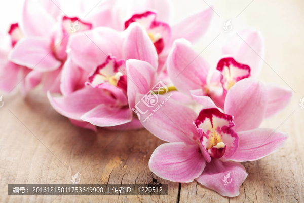 淡粉色的花
