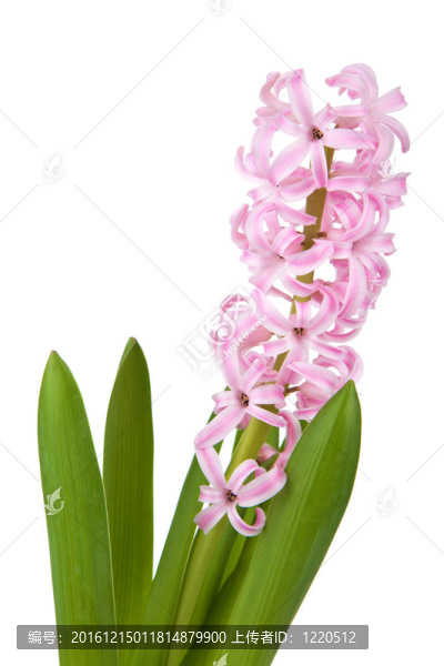 風(fēng)信子花的分離