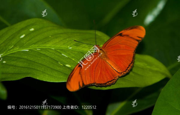 朱麗亞長(zhǎng)翼蝴蝶