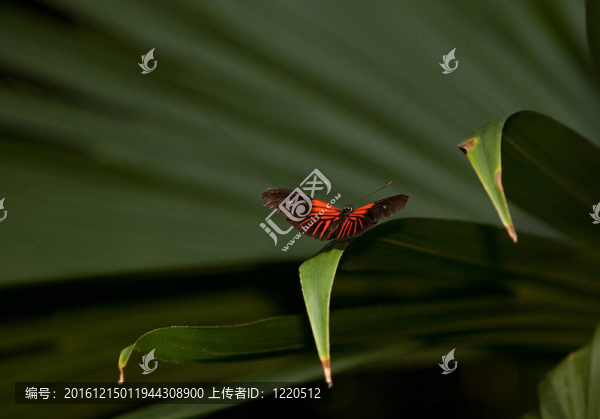 紅色的郵差蝴蝶