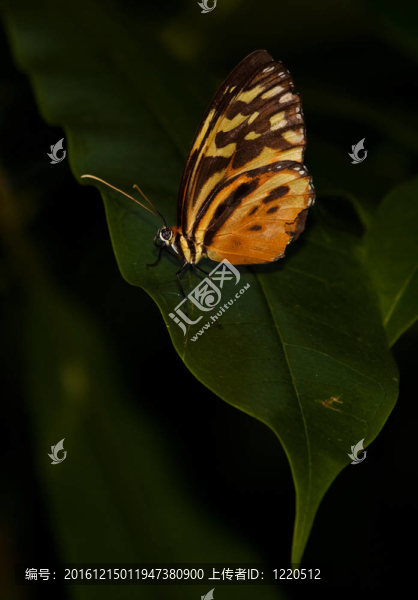 黃虎長(zhǎng)翼蝴蝶