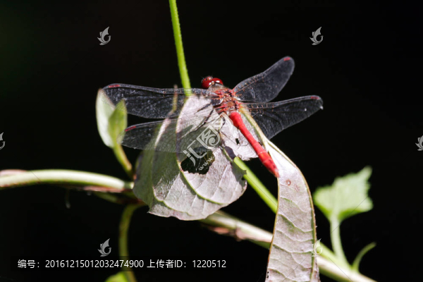 紅蜻蜓皮具