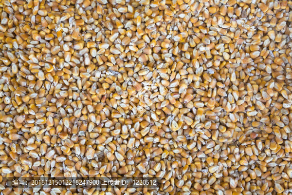 玉米豆-匯圖網(wǎng) www.fosd68.com 玉米豆