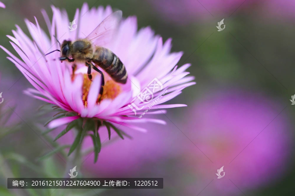 蜜蜂采集花粉