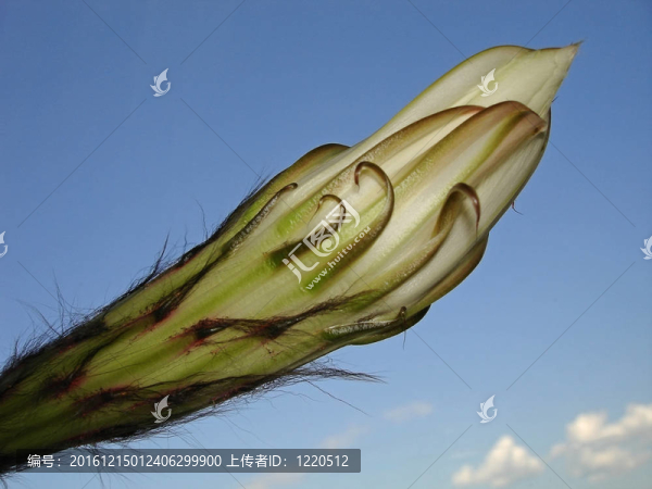 仙人掌芽