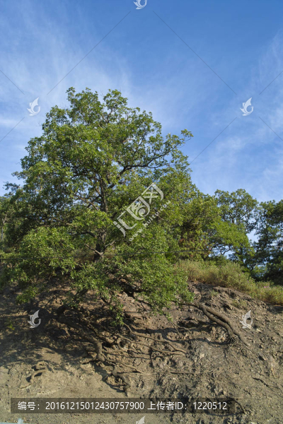 山坡上的橡樹(shù)