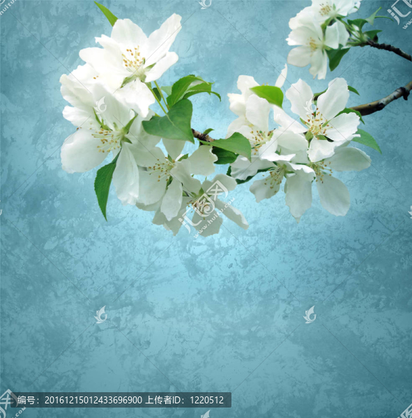 開花的樹最深的背景虛化