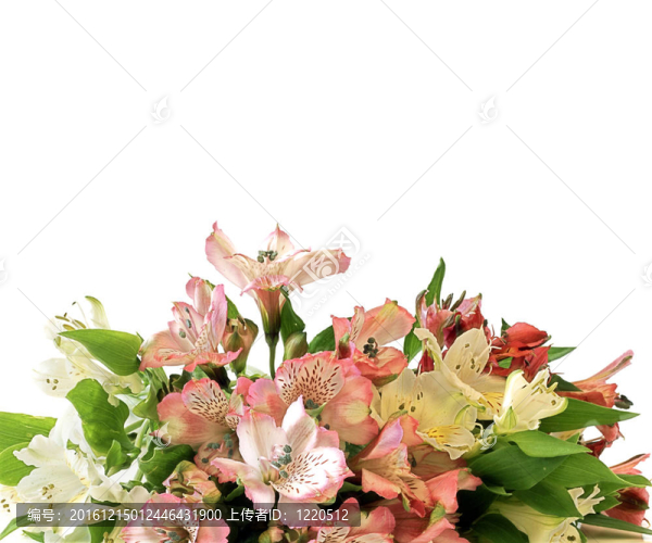 Alstromeria花束白色