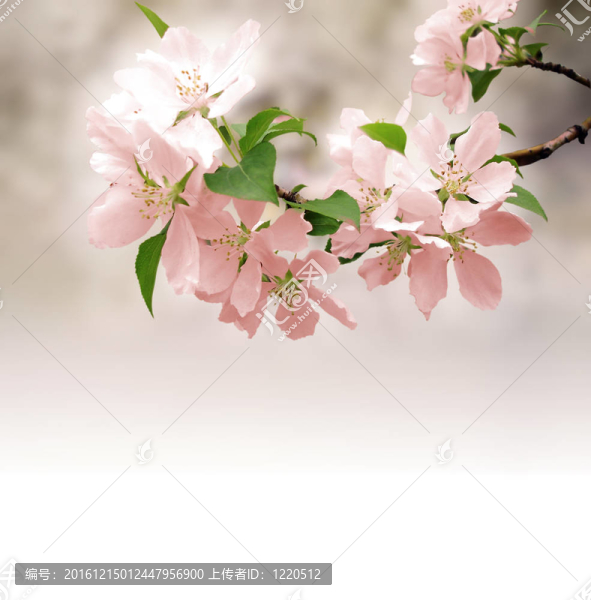 粉色的花，開花的樹最深的背景虛化