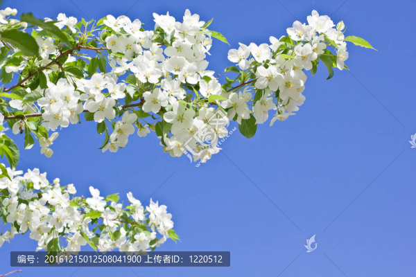 蘋果樹春天的照片