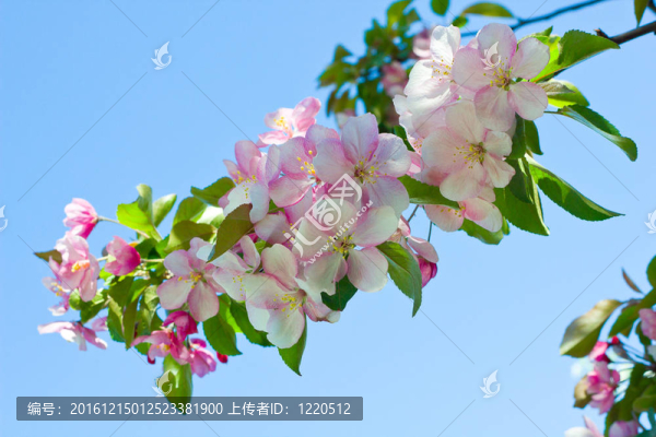 蘋果樹春天的照片