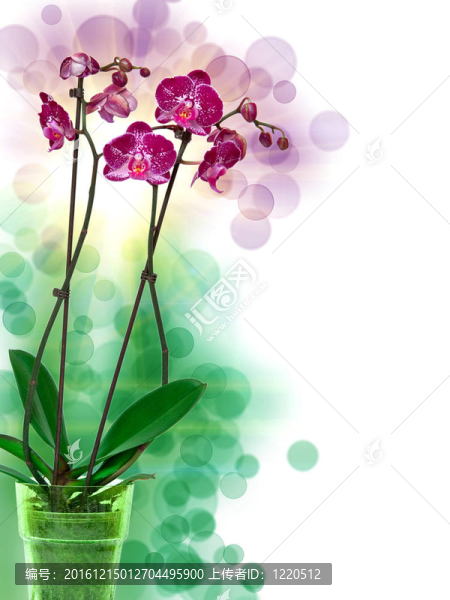 蘭花