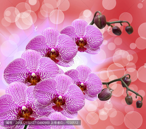 蘭花