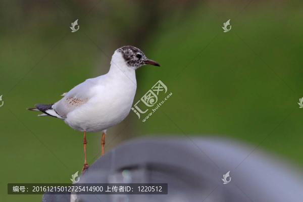 紅嘴鷗
