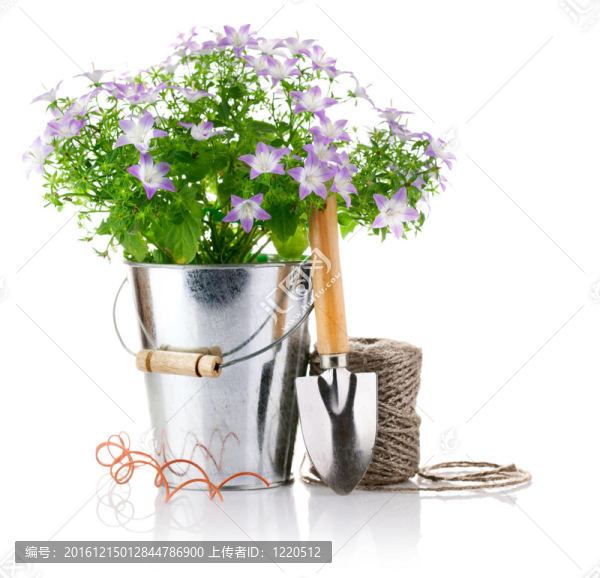 花園里的花
