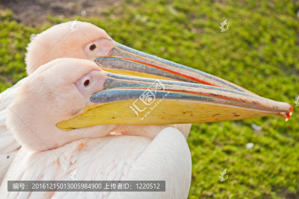 兩親白鵜鶘