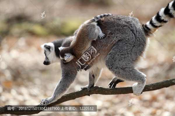 環(huán)尾狐猴幼崽