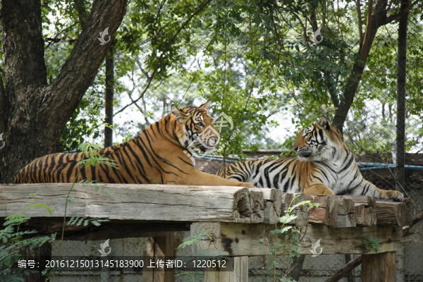 動物園里的老虎