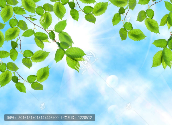 葉對太陽和天空