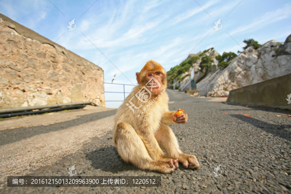 坐在路上的猴子