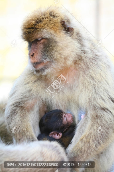 帶著孩子的母猴