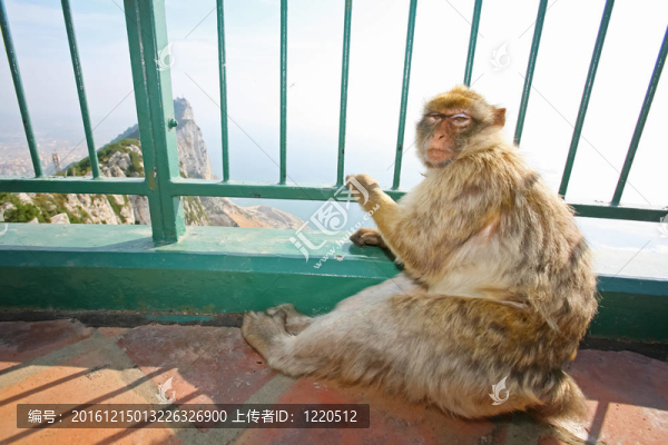 直布羅陀猴子了望