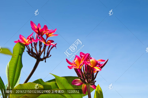 紅色的花
