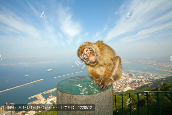 直布羅陀的猴子