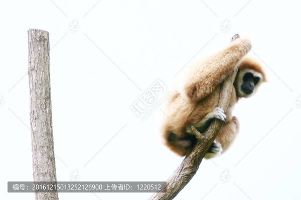 白掌長(zhǎng)臂猿在樹(shù)上
