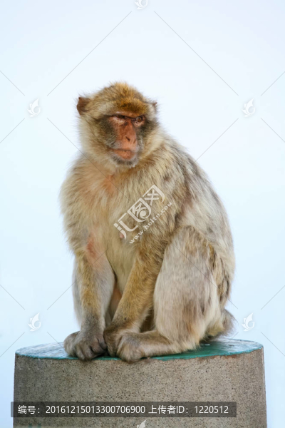 混凝土桿上的猴子
