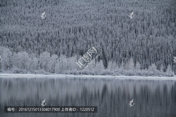 白雪覆蓋的樹木