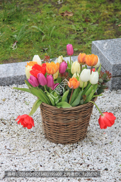郁金香花束花籃