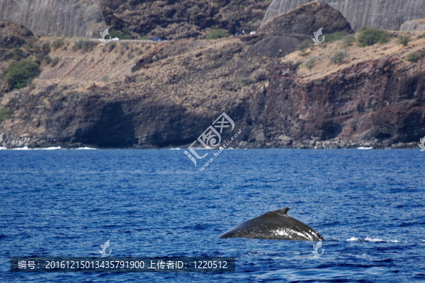 回到座頭鯨海岸