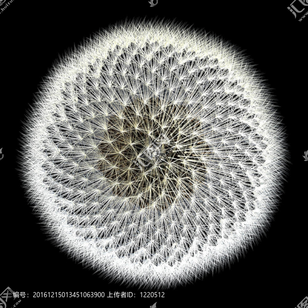 蒲公英圖案三維生成與黑色背景的頂部視圖