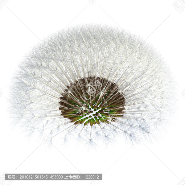 蒲公英稍微傾斜；看下面的幼苗。黃金比實驗。種子安排準確。約400種子。