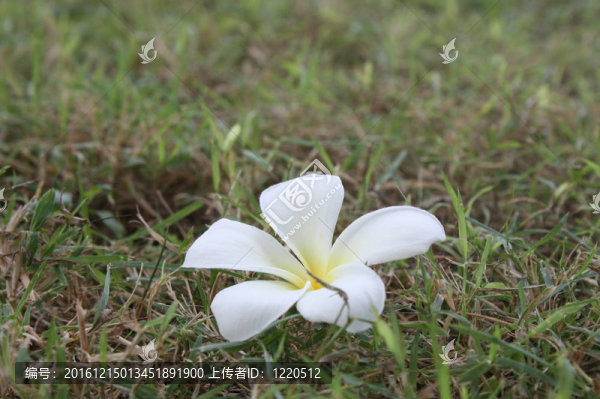 雞蛋花太陽花