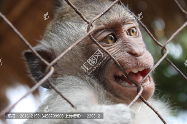 籠子里的猴子