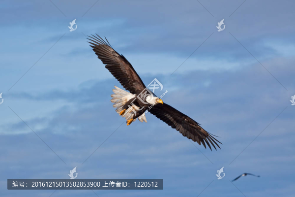 禿鷹飛